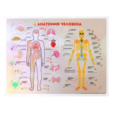 Стенд тактильно-звуковой Анатомия человека с индукционной системой 860х650
